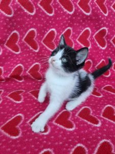 котята безплатно Днепр