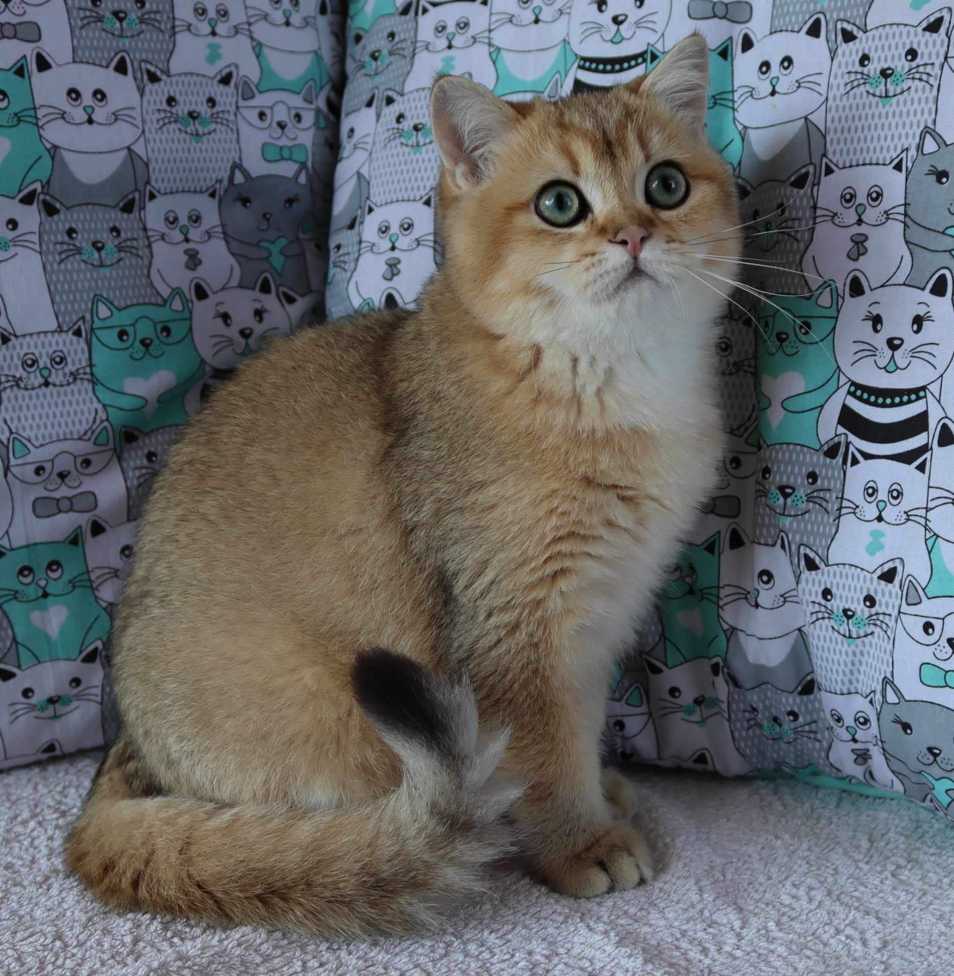 Кошенята Шиншила