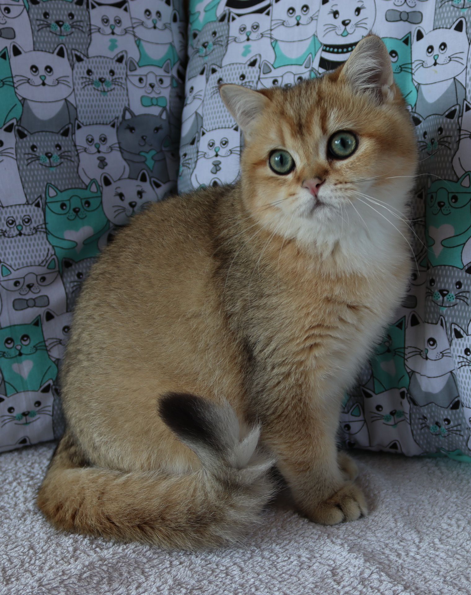 Кошенята Шиншила