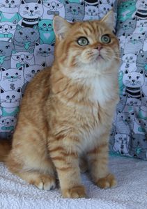 Кошенята Британська Шиншила