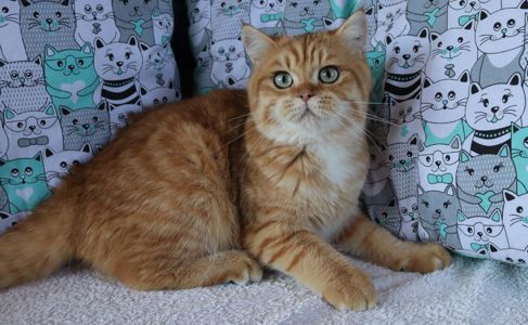 Кошенята Британська Шиншила