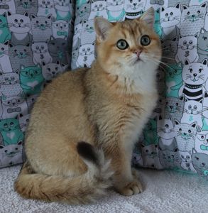 Кошенята Шиншила