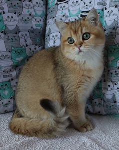 Кошенята Шиншила