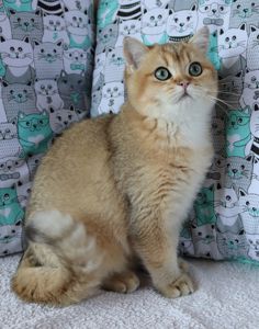 Кошенята Шиншила