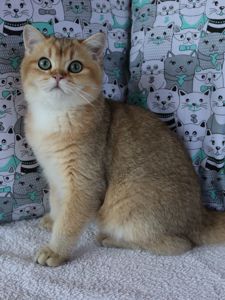 Кошенята Шиншила