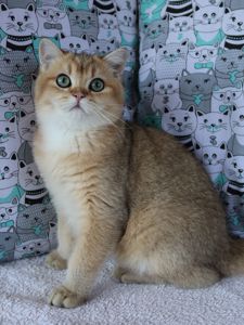 Кошенята Шиншила