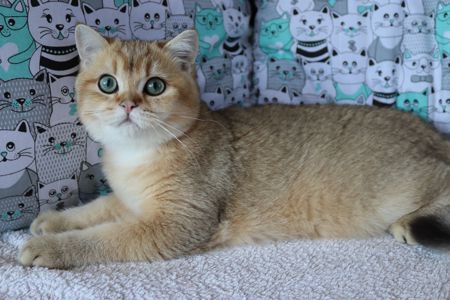 Кошенята Шиншила
