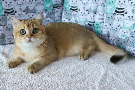 Кошенята Шиншила