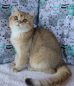 Кошенята Шиншила
