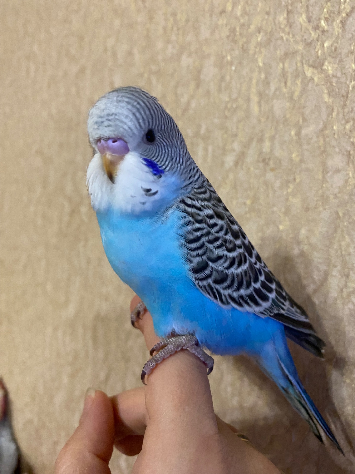Хлопчик півчех