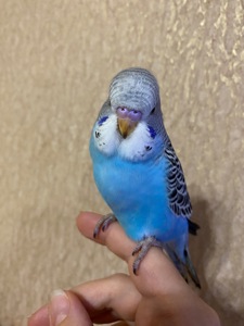 Хлопчик півчех
