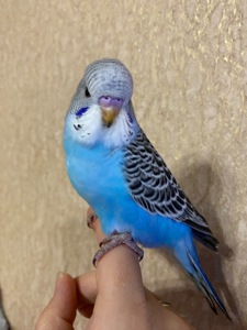 Хлопчик півчех