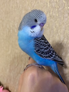 Хлопчик півчех