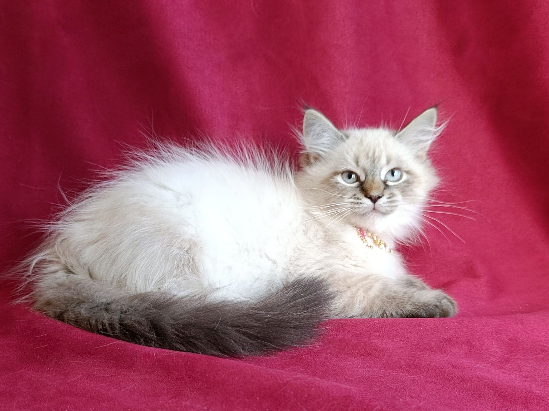 Милий клубний невський маскарадний хлопчик Alshain