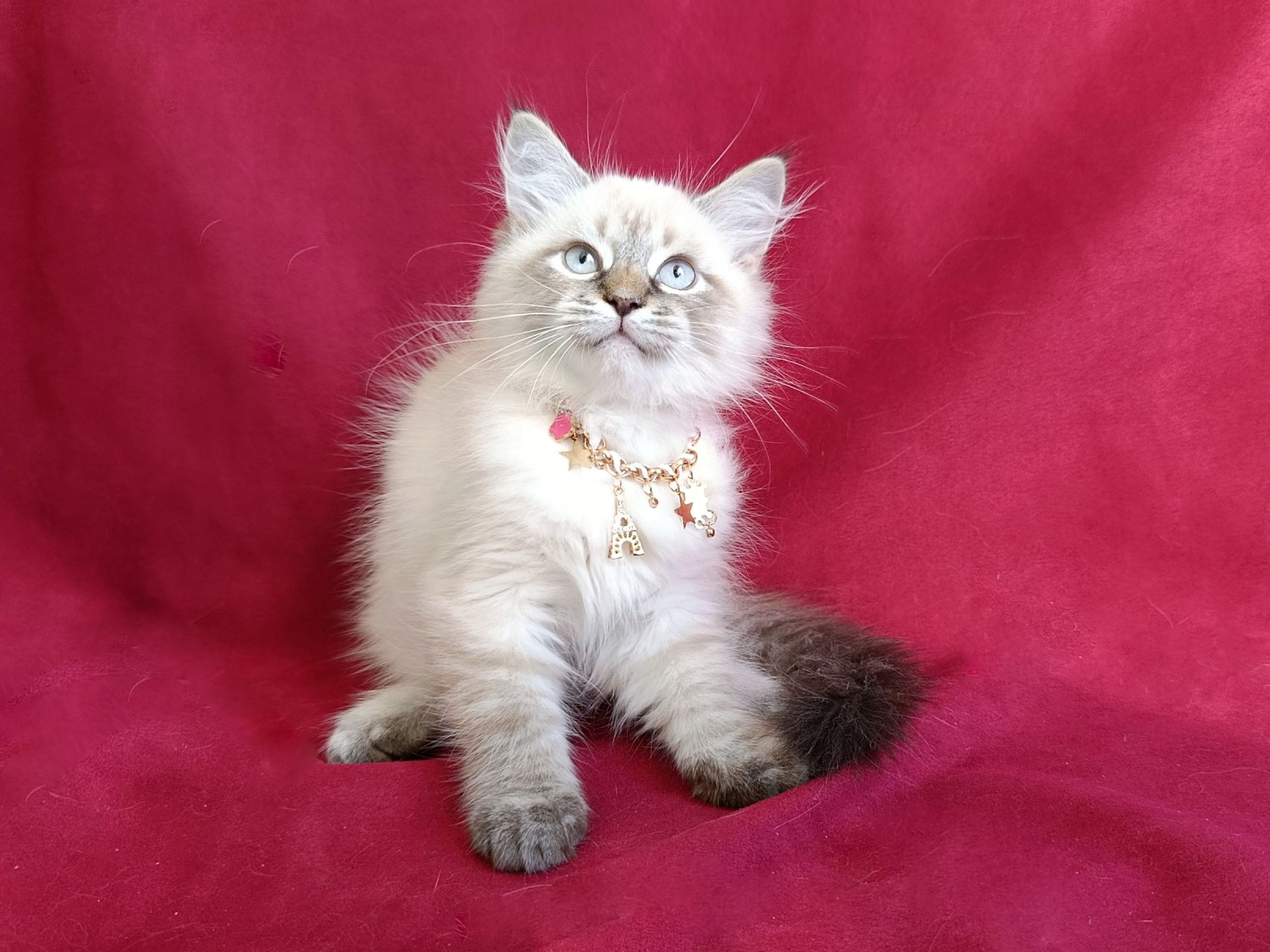 Милий клубний невський маскарадний хлопчик Alshain