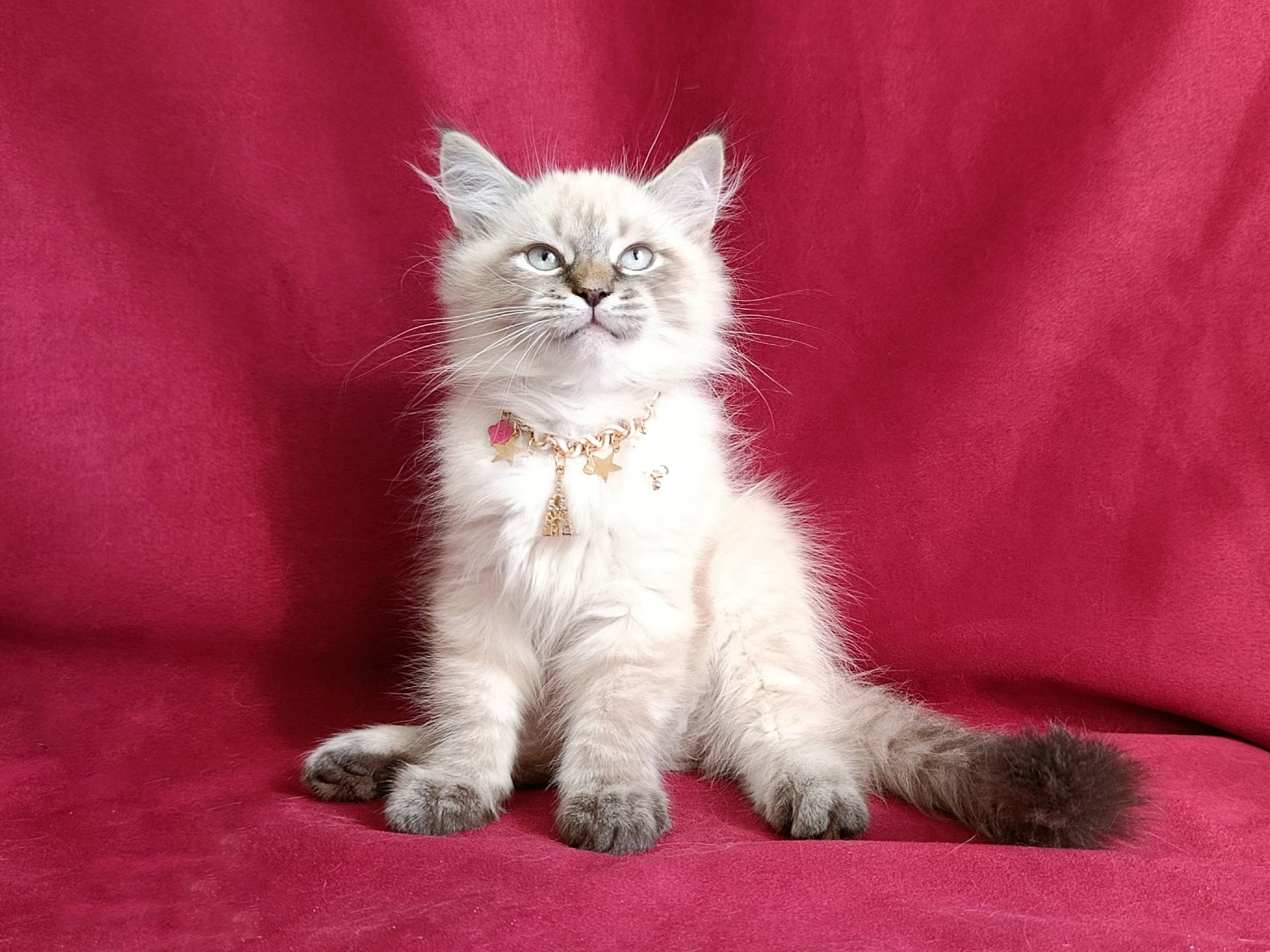 Милий клубний невський маскарадний хлопчик Alshain