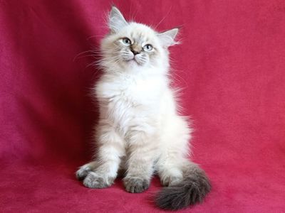 Милий клубний невський маскарадний хлопчик Alshain