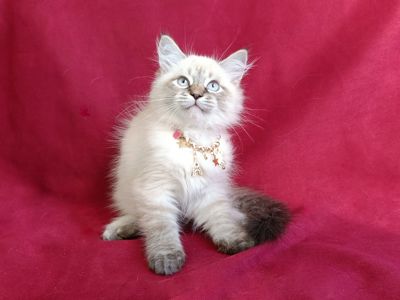 Милий клубний невський маскарадний хлопчик Alshain