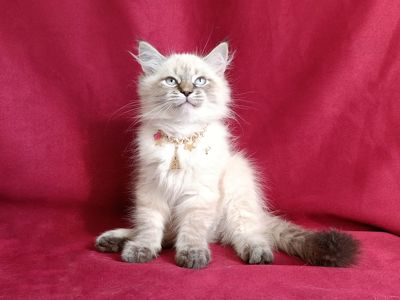 Милий клубний невський маскарадний хлопчик Alshain