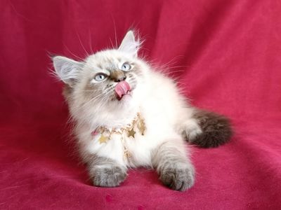 Милий клубний невський маскарадний хлопчик Alshain