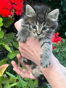 Пухнасте кошеня хлопчик