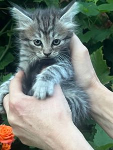 Кошеня сіре смугасте хлопчик