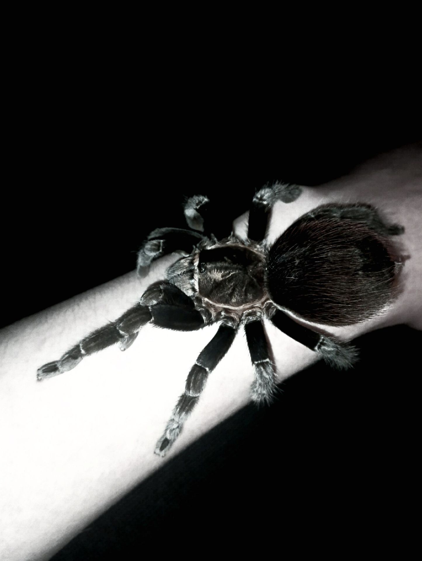brachypelma vagans