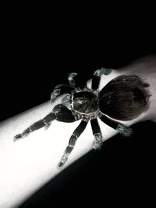 brachypelma vagans