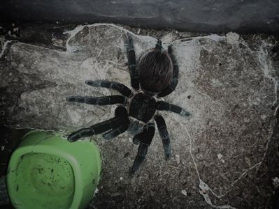 brachypelma vagans