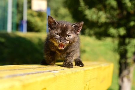 Норкова Шоколадна Сьомикольорова дівчинка на щастя