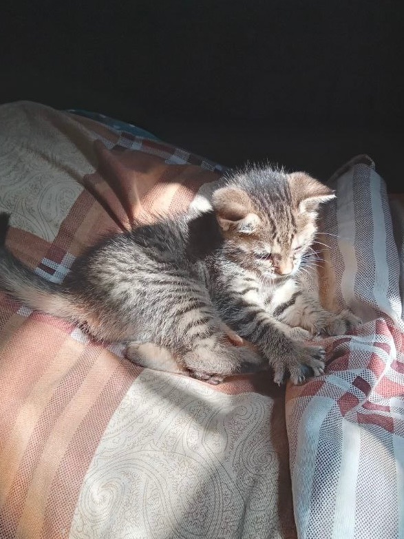 Кошенята