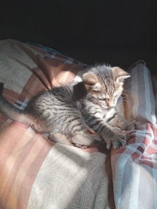 Кошенята