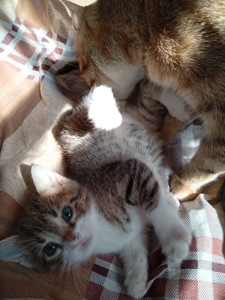 Кошенята