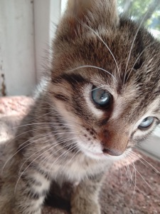 Кошенята
