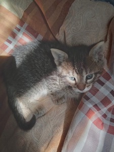 Кошенята