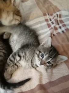 Кошенята