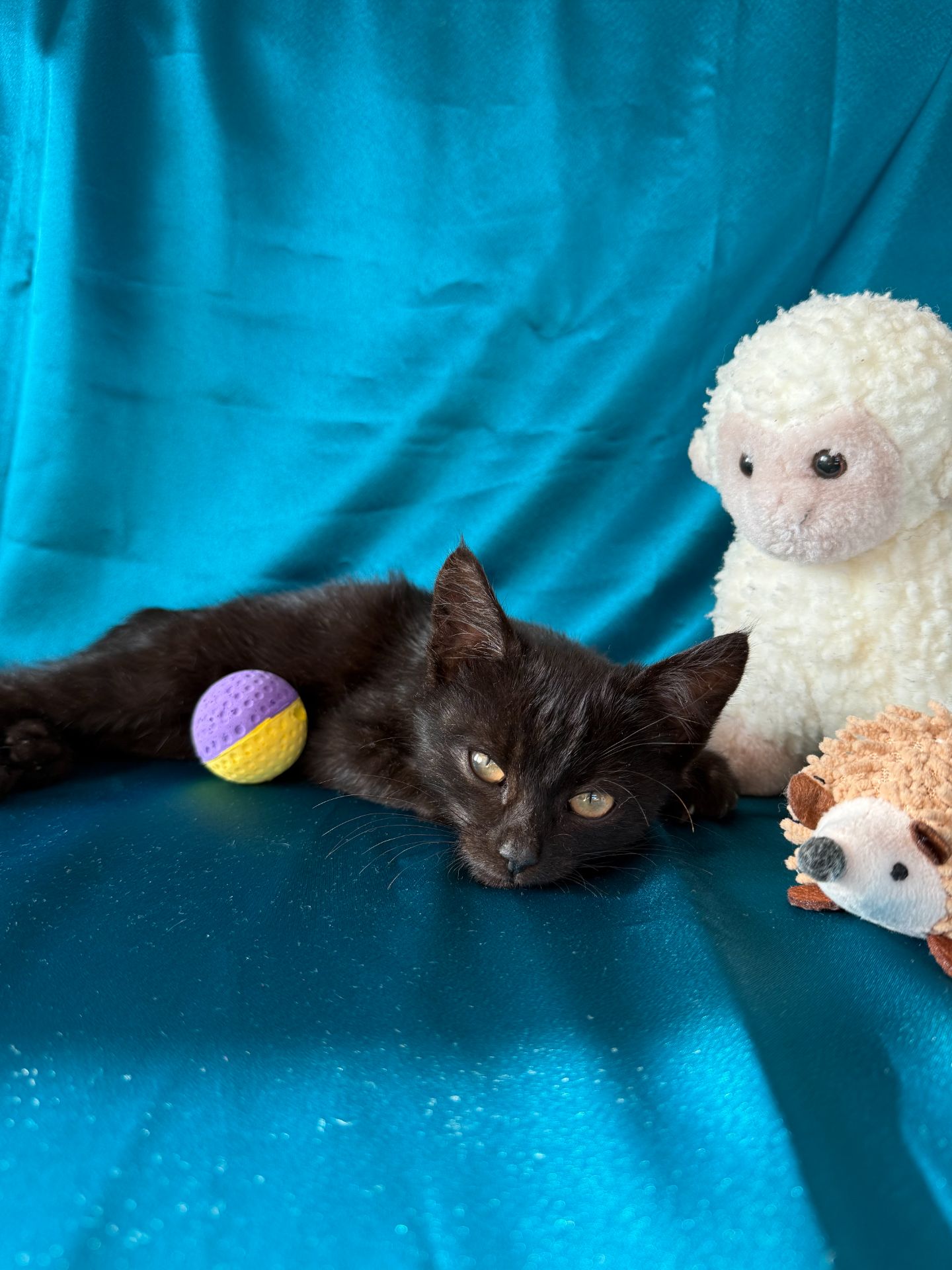 Кошеня хлопчик 2,5 міс чорний