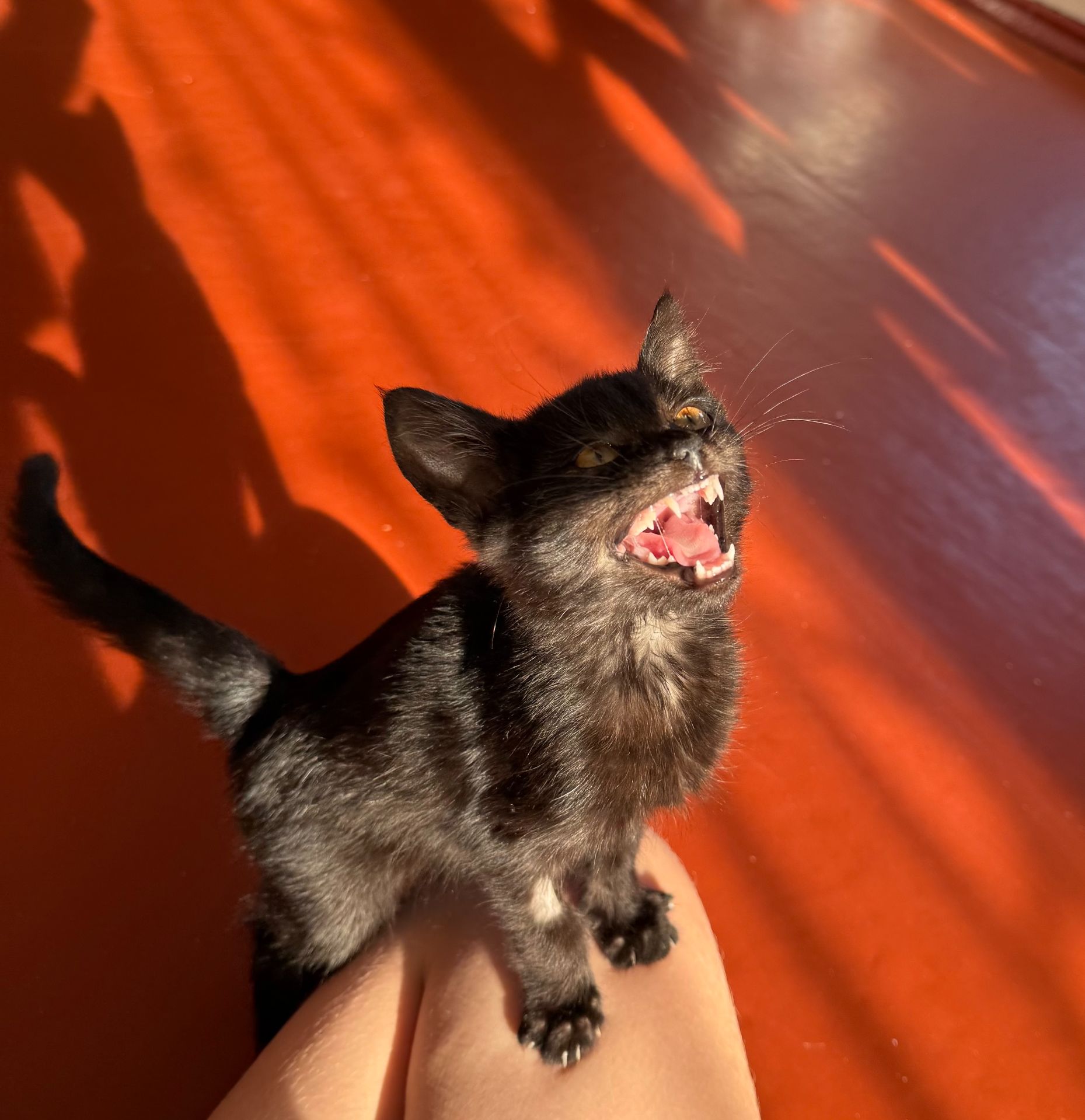 Кошеня хлопчик 2,5 міс чорний