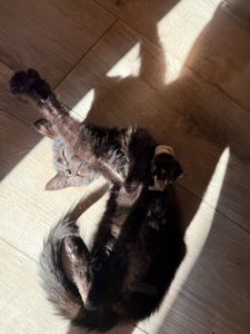 Кошеня хлопчик 2,5 міс чорний