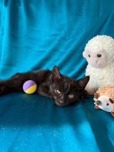 Кошеня хлопчик 2,5 міс чорний