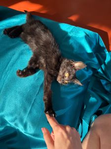 Кошеня хлопчик 2,5 міс чорний
