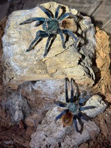 самка Павука птахоїда Chromatopelma cyaneopubescens Л5-6