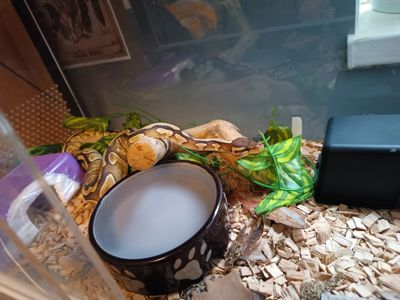 Королевский пітон