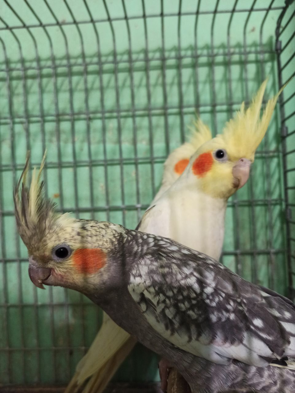Кореллы птенцы