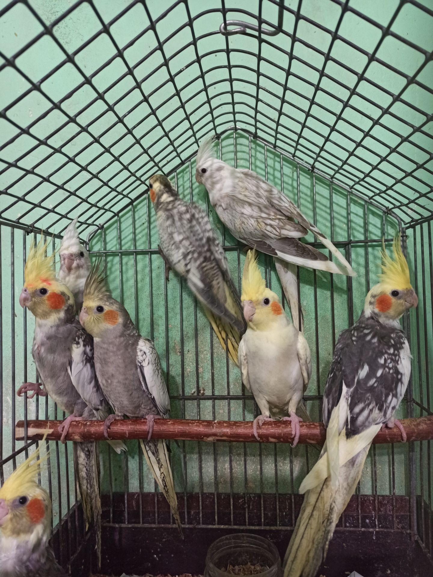 Кореллы птенцы