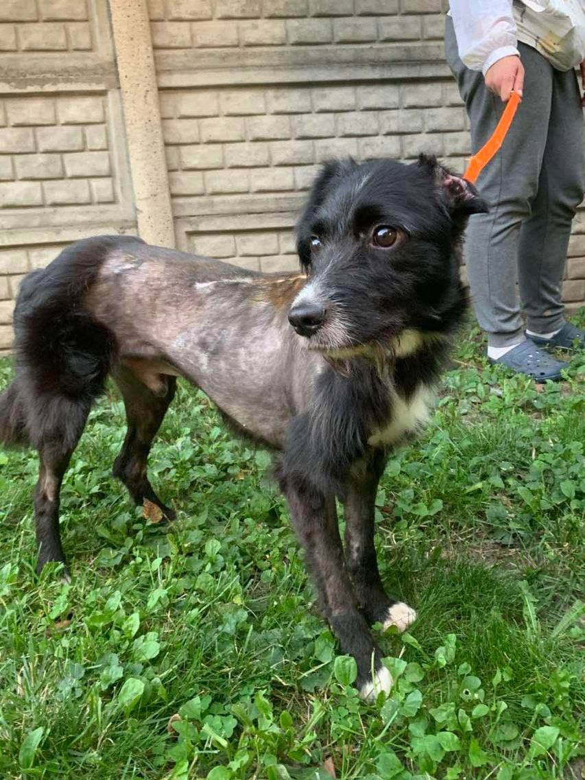 Пес ФЕНІКС