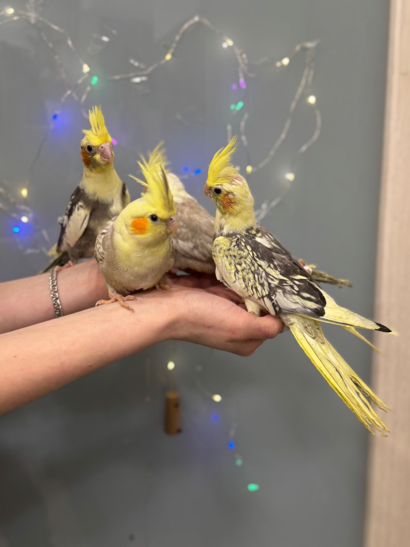 Лимонний ппуга корела