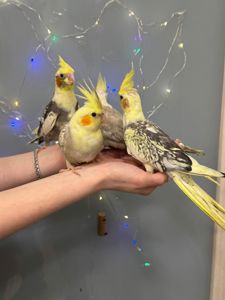 Лимонний ппуга корела