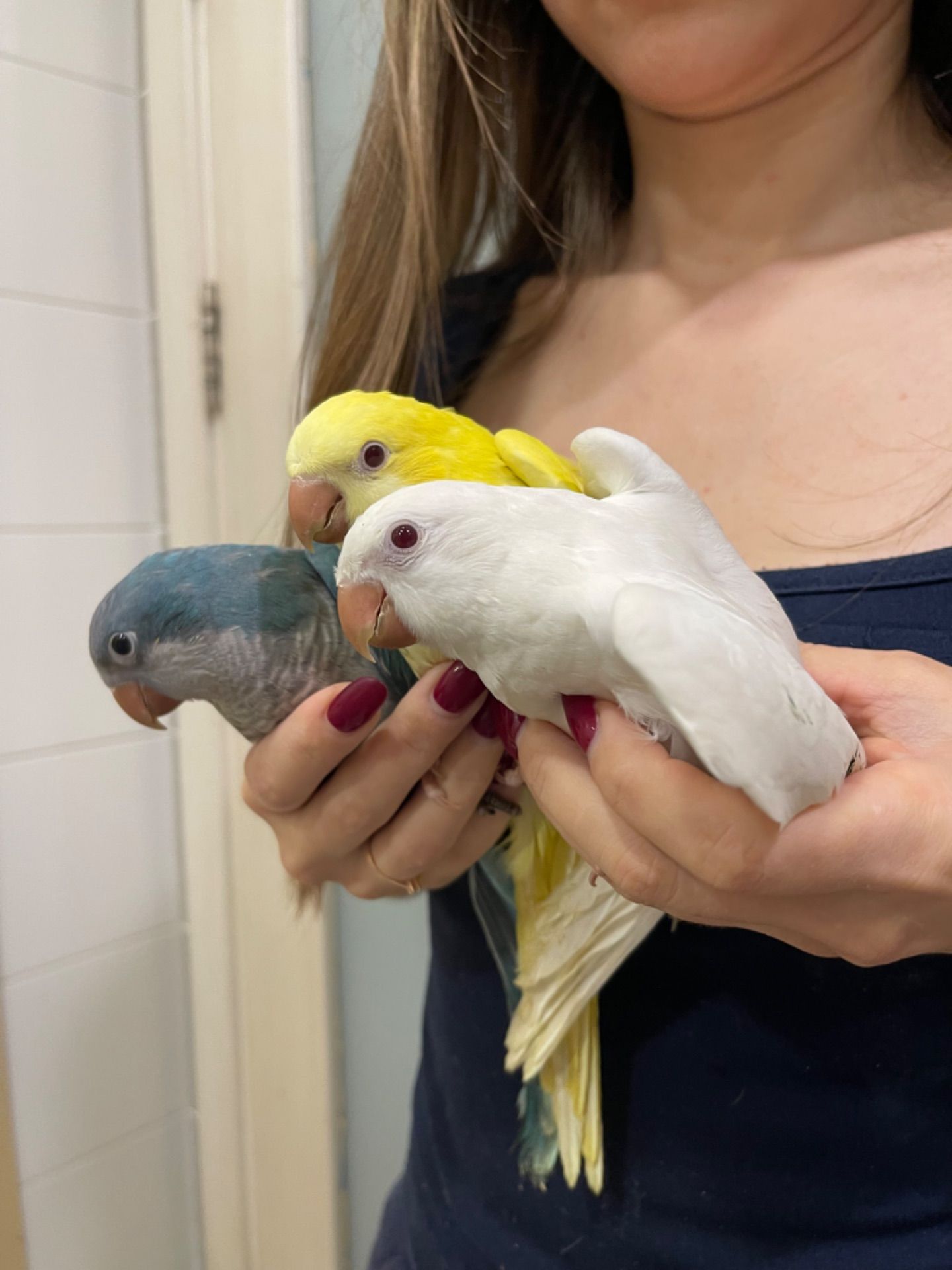 Яскраві розмовляючі каліта монах