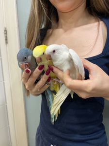 Яскраві розмовляючі каліта монах